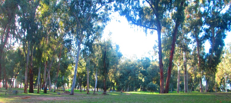 תשתית עולמית חדשה